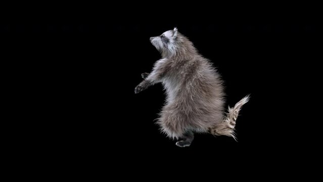 raccoon Dance CG fur 3d rendering animal realistic CGI VFX Animation Loop composition 3d mapping cartoon, with Alpha matte