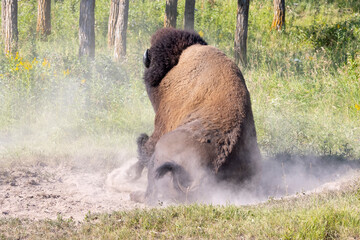 Bison taking a dirt bath rolling around on the ground