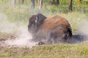 Bison taking a dirt bath rolling around on the ground