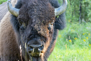 bison with one missing eye © Amy
