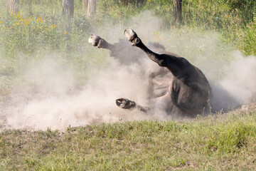 Obraz na płótnie Canvas Bison taking a dirt bath rolling around on the ground