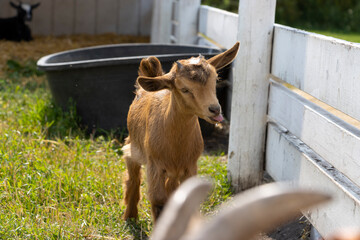 goat on the farm sticking his tongue out being silly - obrazy, fototapety, plakaty