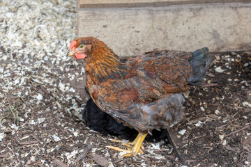chicken on the farm, side profile 