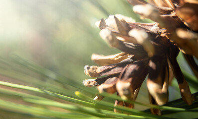 Part of an open fir cone in green needles, on a blurred background.Soft focus