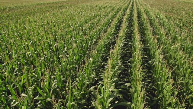 Aerial flight and rotation over green corn field. Rotation panoramic flying over young fresh green corn seedling farm.