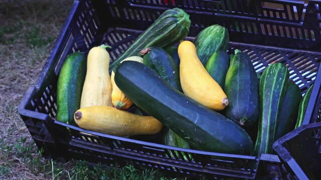 Box or crate with organic veggies under the counter. Organic zucchini pumpkin and eggplants at the farmer&rsquo;s market in the city.