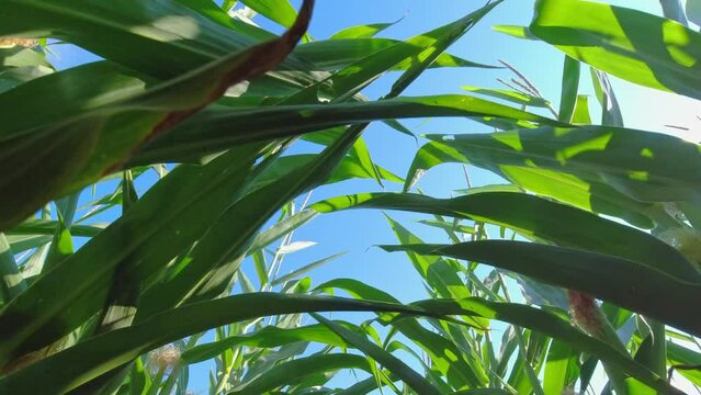 Walking farmer through row of corn seedling crops point of view, in the field at the summer season. Close-up green corn in the field. Agriculture, farming and harvest of ripen corn.