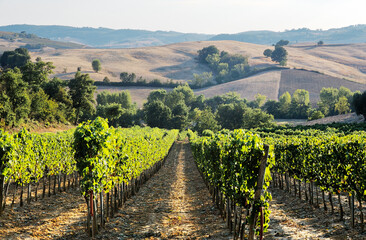 Fototapeta na wymiar Vineyard landscape below the famous wine town of Montepulciano, Tuscany, Italy. September