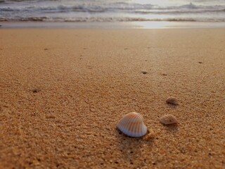 shell on the beach