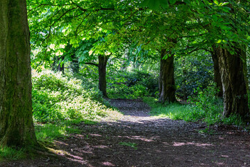path in the forest