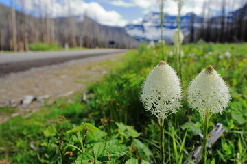 Bear grass beside a road with mountain background