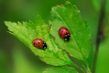 Two red ladybugs on green leaf