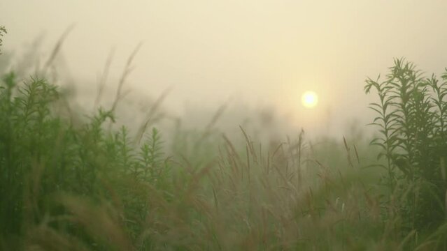 foggy morning field for advertising. High quality 4k footage
