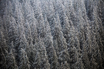 Coniferous trees covered with snow in winter forest. Natural background of woodland in cold weather. Texture created by plants in wilderness.