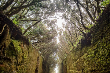 Camino Viejo. Forest in Anaga Tenerife. Road between trees in the direction of Pico del Inglés.