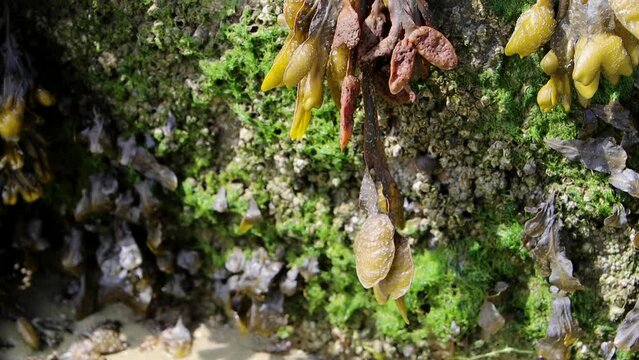Spiral wrack seaweed growing on a rock, Fucus spiralis