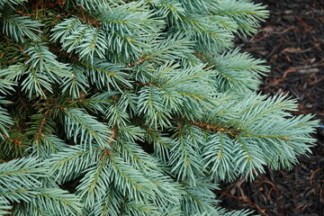 Sester's Dwarf has the classic Colorado blue spruce shape and color.