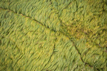 Top view of path crossing green reed in wetland from drone. Fresh growing grass from directly above creating natural background.