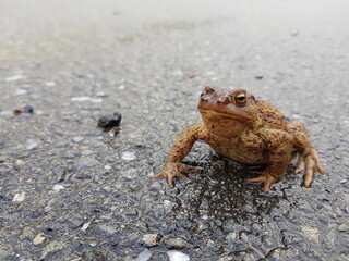 fliegenmadenkrankheit bei erdkröte