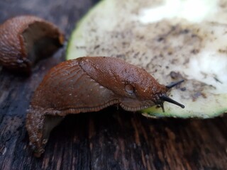 die nacktschnecke im regen