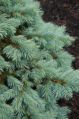 Closeup Blue Colorado Spruce (Colorado Blue Spruce).