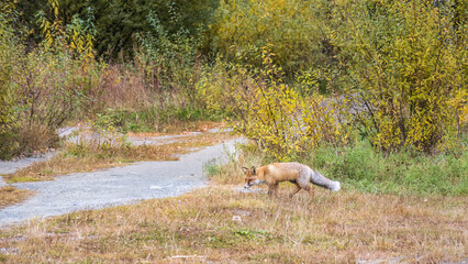 The red fox Vulpes vulpes walks along a path in the forest.
