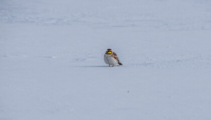 Hornlark in snow