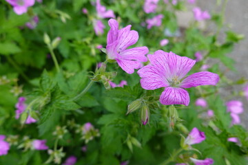 Geranium maculatum (Wild Geranium) is a pretty flowering plant native to eastern North America.