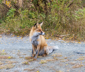 Close up of a red fox Vulpes vulpes, sitting on a path in the forest.