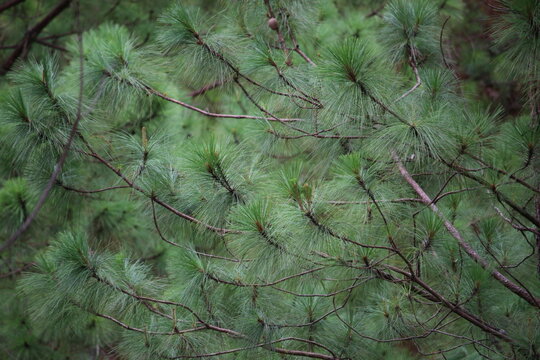 pine tree