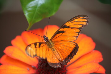 butterfly on flower