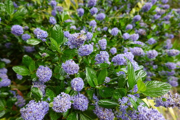 Ceanothus thyrsiflorus, known as blueblossom or blue blossom ceanothus, is an evergreen shrub in the buckthorn family Rhamnaceae.