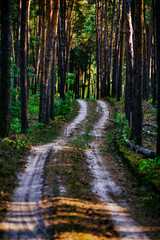 Road in the forest