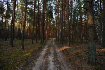 road in the woods