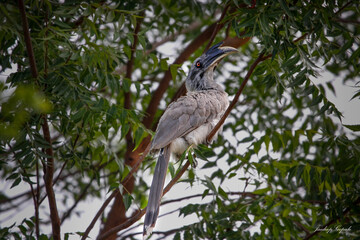 Indian grey hornbill sitting on tree branch and looking for food. Save bird concept