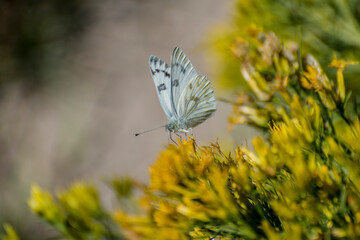 Butterfly in Sage