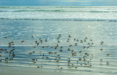 Flocks moving on the beach