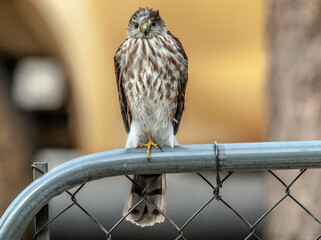 Sharp-shinned hawk coming to visit
