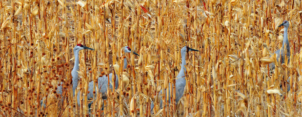 Cranes of the Corn