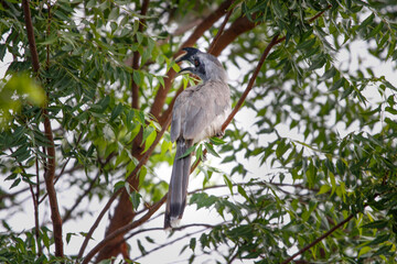 Indian grey hornbill sitting on tree branch and looking for food. Save bird concept