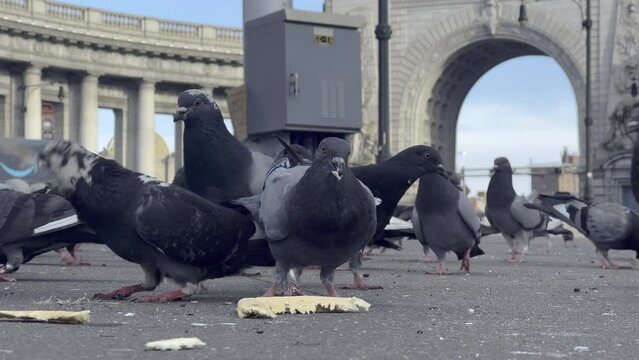 flock of pigeons peck away at slices of bread