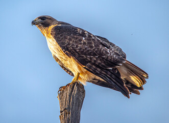 Red tailed Hawk on post