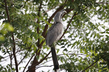 Indian grey hornbill sitting on tree branch and looking for food. Save bird concept