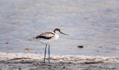 Water bird pied avocet, Recurvirostra avosetta, feeding in the lake. The pied avocet is a large black and white wader with long, upturned beak