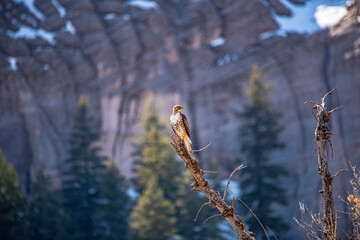 Hawk in tree in canyon