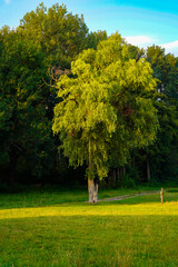 Baum auf Wiese