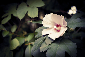Hibiskus © Red Tiger Design