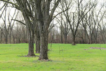 grass yard empty green field trees season weather rain wet overcast livestock grazing grounds