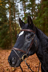 Fototapeta premium black horse