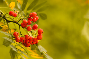 Autumn rowan leaves on beautiful nature bokeh backgroun in autumn park. Defocus eco background